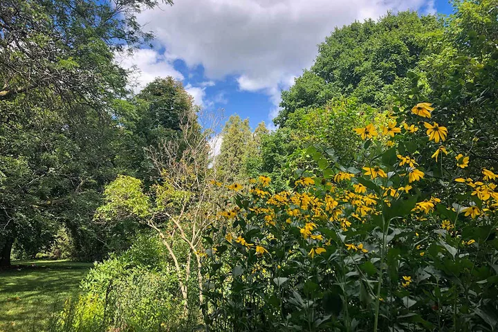 Yellow flowers and planting beds in the Riverside Park pollinator garden.