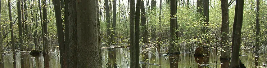 Woodland at the Guelph Arboretum
